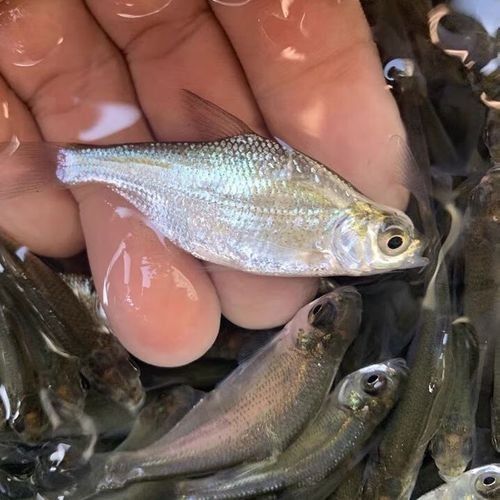 金龍魚雜交品種的價格如何：金龍魚雜交品種價格因多種因素而異