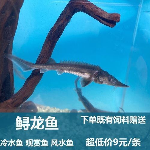 金龍魚雜交品種的價格如何：金龍魚雜交品種價格因多種因素而異
