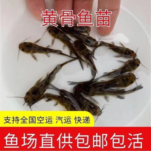 金龍魚雜交品種的價格如何：金龍魚雜交品種價格因多種因素而異