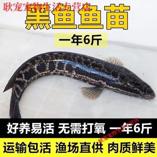 金龍魚雜交品種的價格如何：金龍魚雜交品種價格因多種因素而異