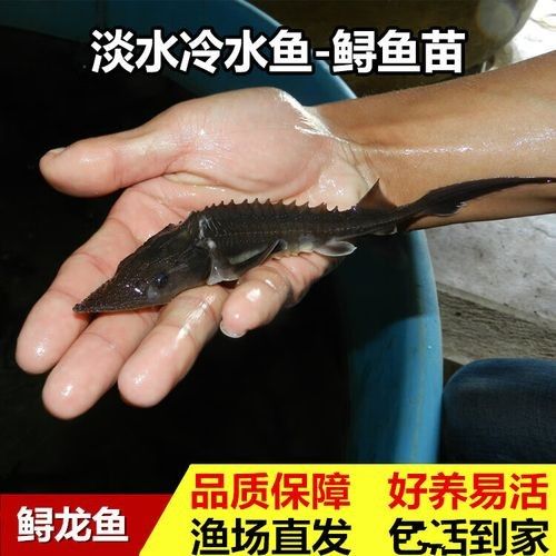 金龍魚雜交品種的價格如何：金龍魚雜交品種價格因多種因素而異