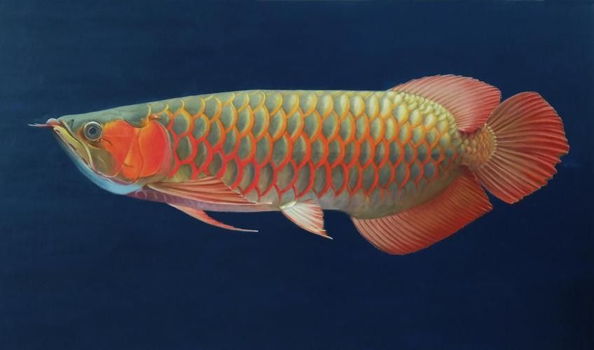 哪里可以找到高清的斑尾龍魚圖片：如何找到高清斑尾龍魚圖片