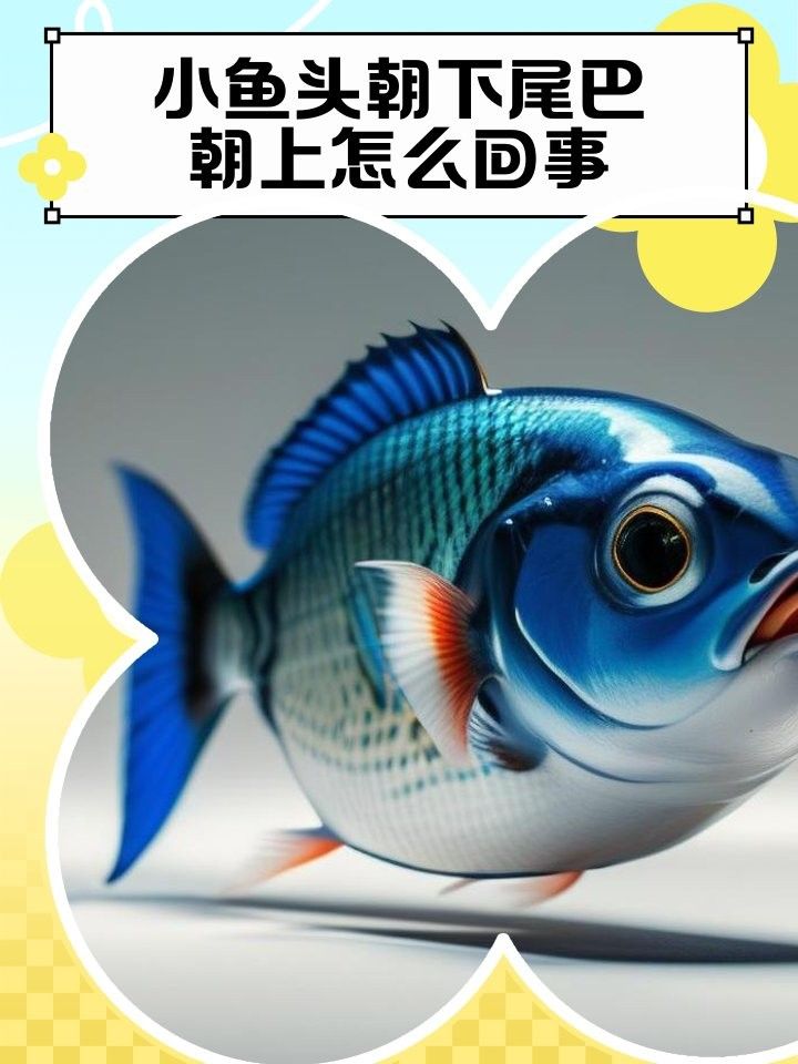 金龍魚頭朝上尾朝下會自愈嗎：關于金龍魚頭朝上尾朝下的情況，我們需要了解金龍魚的生理結構和行為習性