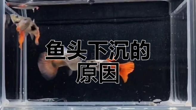 金龍魚頭朝上尾朝下會自愈嗎：關于金龍魚頭朝上尾朝下的情況，我們需要了解金龍魚的生理結構和行為習性