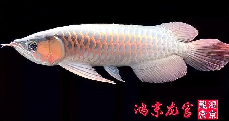 白龍魚有哪些天敵？：白龍魚在自然環(huán)境中可能相對安全