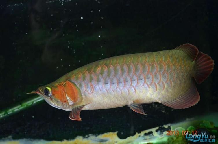 和興龍魚哪個系列最好？：和興龍魚哪個品牌最好