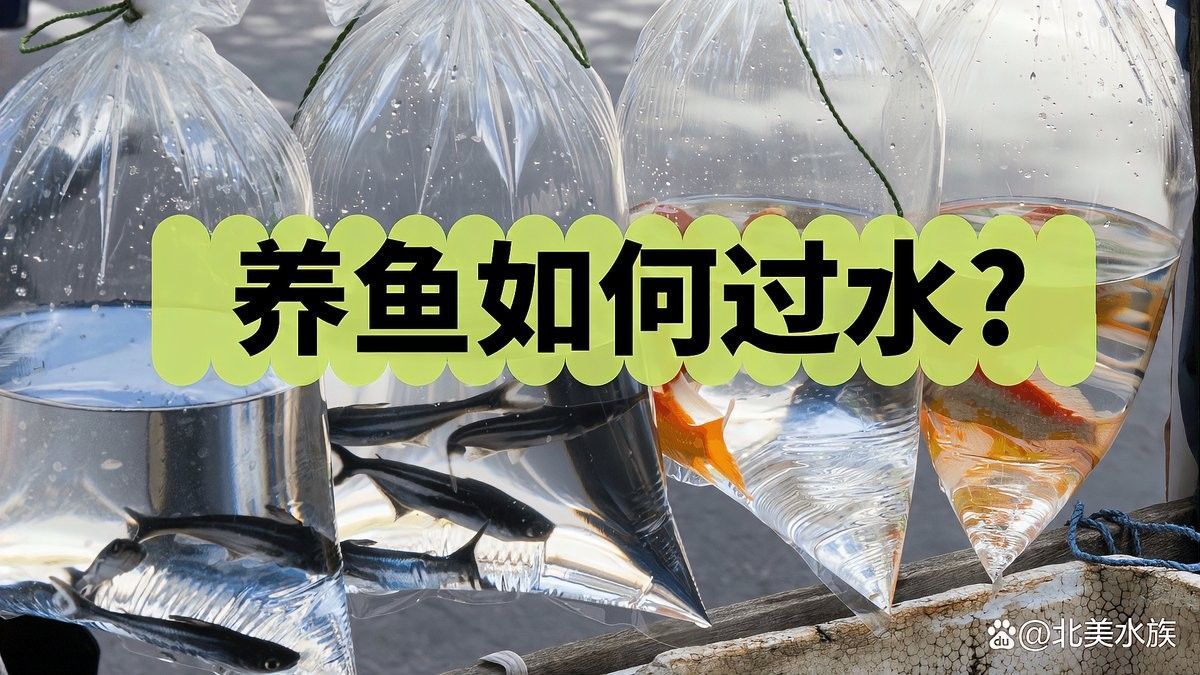 龍魚剛買回來需要過水嗎：廣州龍魚祥龍魚場如何過水新魚下缸如何過水處理 龍魚剛買回來需要過水嗎：廣州龍魚祥龍魚場如何過水新魚下缸如何過水處理 龍魚百科 第3張