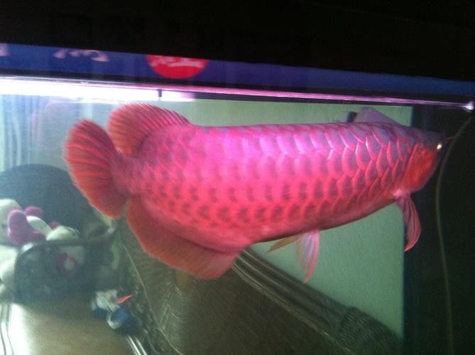 紅龍魚鱗片顯微結構圖有哪些？：紅龍魚鱗片顯微結構的多個方面包括鱗片的基本構造、色素沉積、紋理特征