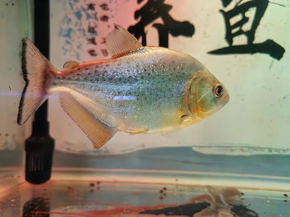 龍魚苗的運輸風險大嗎：長沙農(nóng)創(chuàng)聯(lián)展開龍魚苗運輸風險與距離、管理措施密切相關