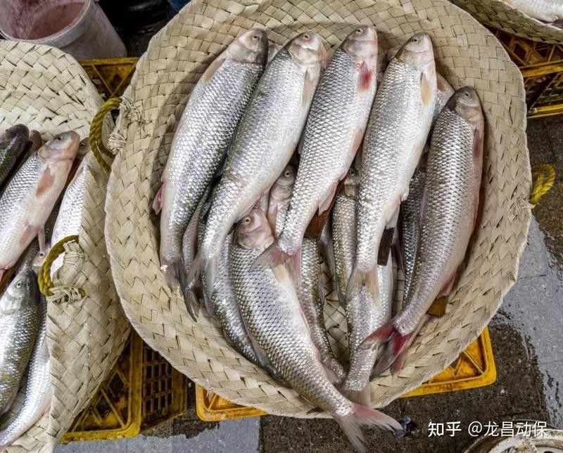 龍魚苗的運輸風險大嗎：長沙農(nóng)創(chuàng)聯(lián)展開龍魚苗運輸風險與距離、管理措施密切相關
