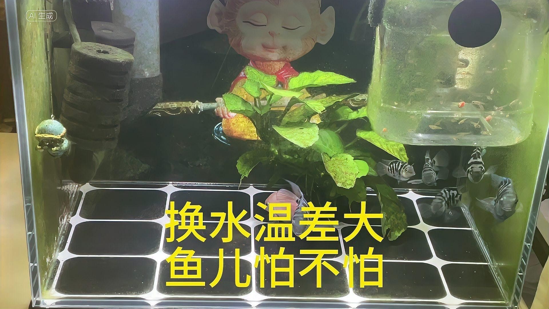 換水時如何控制溫差：養魚人必學：換水時如何控制溫差