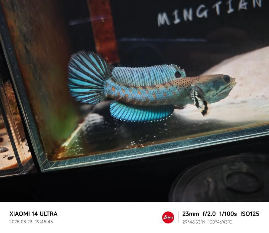 如何判斷幻彩藍寶石雷龍魚是否健康：幻彩藍寶石雷龍魚是否健康是養魚愛好者關心的問題 如何判斷幻彩藍寶石雷龍魚是否健康：幻彩藍寶石雷龍魚是否健康是養魚愛好者關心的問題 龍魚百科 第4張