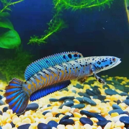 如何判斷幻彩藍寶石雷龍魚是否健康：幻彩藍寶石雷龍魚是否健康是養魚愛好者關心的問題 如何判斷幻彩藍寶石雷龍魚是否健康：幻彩藍寶石雷龍魚是否健康是養魚愛好者關心的問題 龍魚百科 第5張