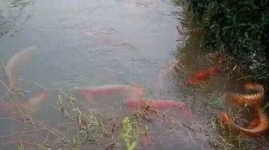 如何辨別紅龍魚(yú)漁場(chǎng)？：如何鑒別一個(gè)紅龍魚(yú)漁場(chǎng)是否專(zhuān)業(yè)