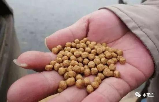 如何科學投喂青龍魚：科學投喂青龍魚的5個要點，魚兒不撐死、不生病萌寵百科小團團