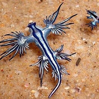 給我一些藍龍魚的圖片：藍龍魚圖片欣賞