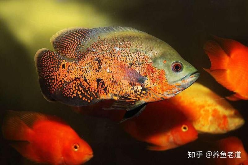 洛賓紅龍飼養(yǎng)難度大嗎？：洛賓紅龍的飼養(yǎng)難度大嗎？ 洛賓紅龍飼養(yǎng)難度大嗎？：洛賓紅龍的飼養(yǎng)難度大嗎？ 龍魚百科 第11張