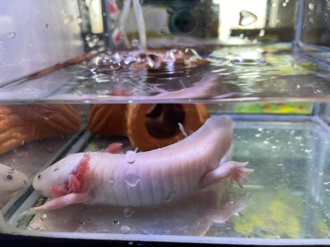 高清三角龍魚圖片有哪些特點：三角龍魚圖片有哪些特點？
