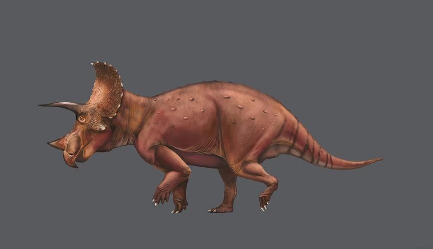 高清三角龍魚圖片有哪些特點：三角龍魚圖片有哪些特點？