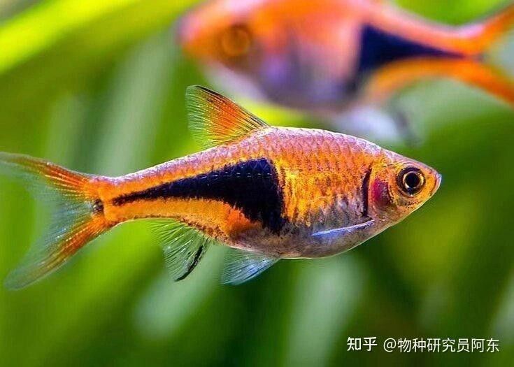 高清三角龍魚圖片有哪些特點：三角龍魚圖片有哪些特點？