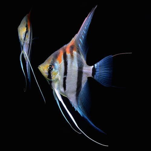 高清三角龍魚圖片有哪些特點：三角龍魚圖片有哪些特點？