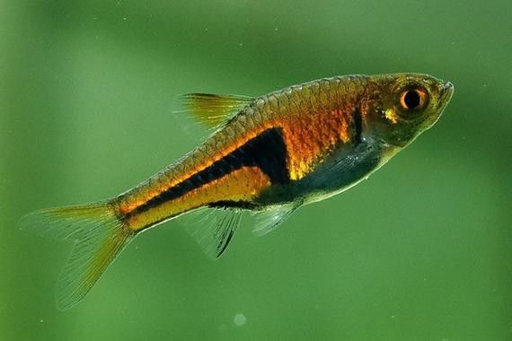 高清三角龍魚圖片有哪些特點：三角龍魚圖片有哪些特點？