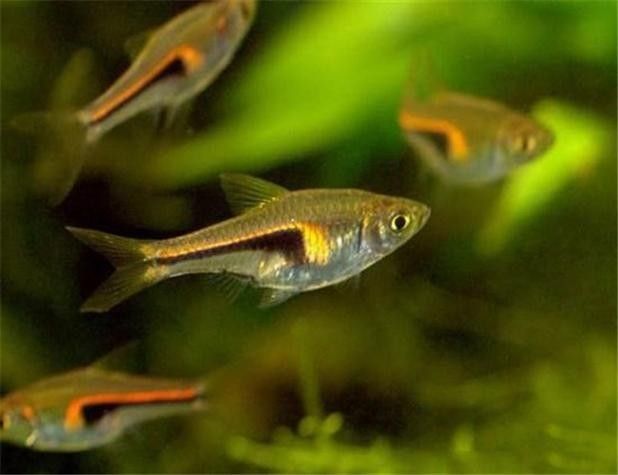 高清三角龍魚圖片有哪些特點：三角龍魚圖片有哪些特點？