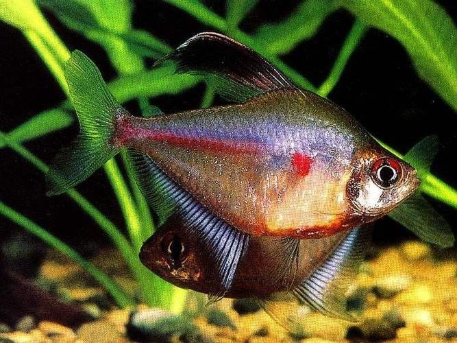 高清三角龍魚圖片有哪些特點：三角龍魚圖片有哪些特點？