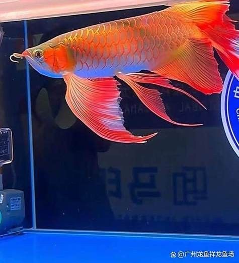 高清三角龍魚圖片有哪些特點：三角龍魚圖片有哪些特點？
