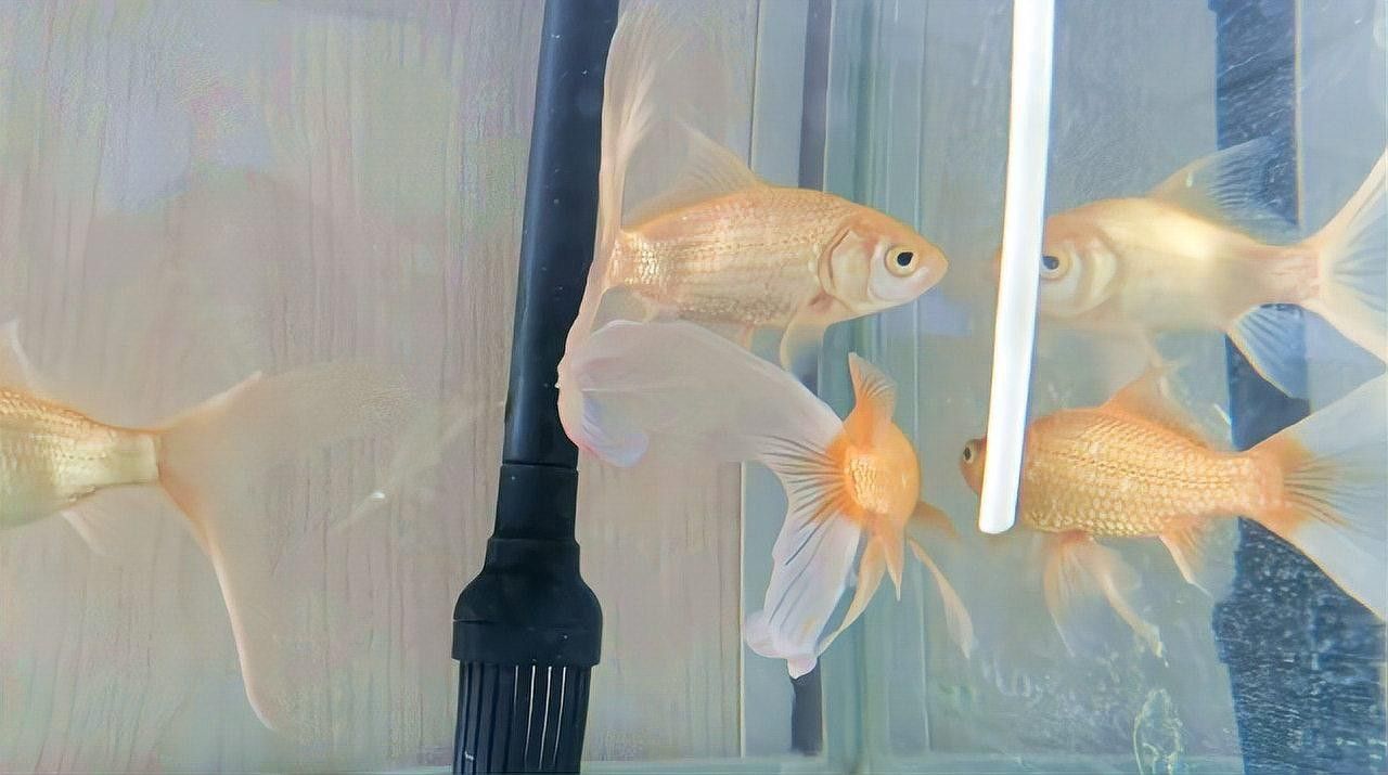 金龍魚水霉病的癥狀有哪些：金龍魚水霉病有哪些癥狀？