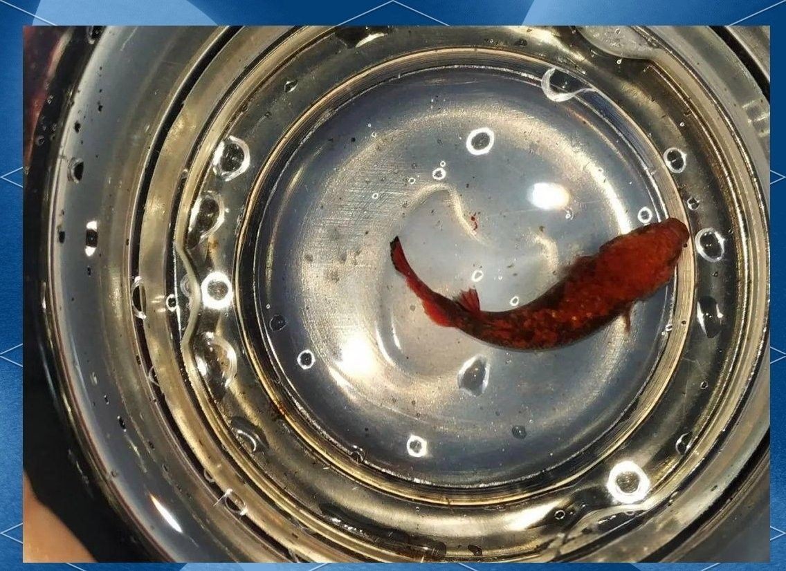 金龍魚水霉病的癥狀有哪些：金龍魚水霉病有哪些癥狀？