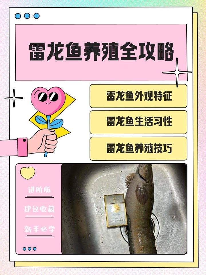 如何合法養殖和交易雷龍魚：關于如何合法養殖和交易雷龍魚的基本指南：**