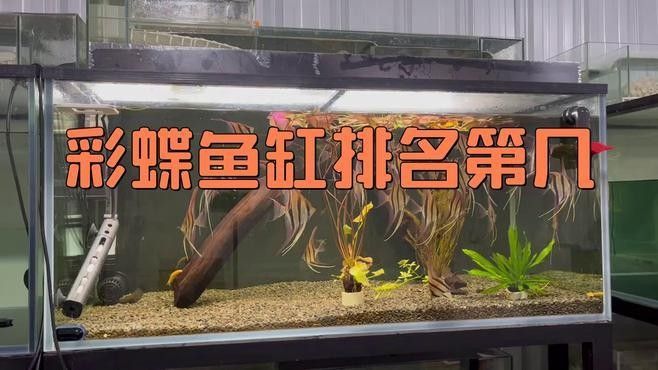 彩蝶龍魚缸哪個型號最受歡迎？：彩蝶魚缸怎么樣