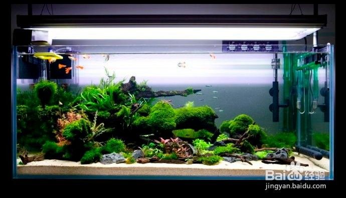 如何選擇適合紅龍的造景石：為紅龍選擇造景石需要考慮以下幾個因素，紅龍魚缸造景需要考慮