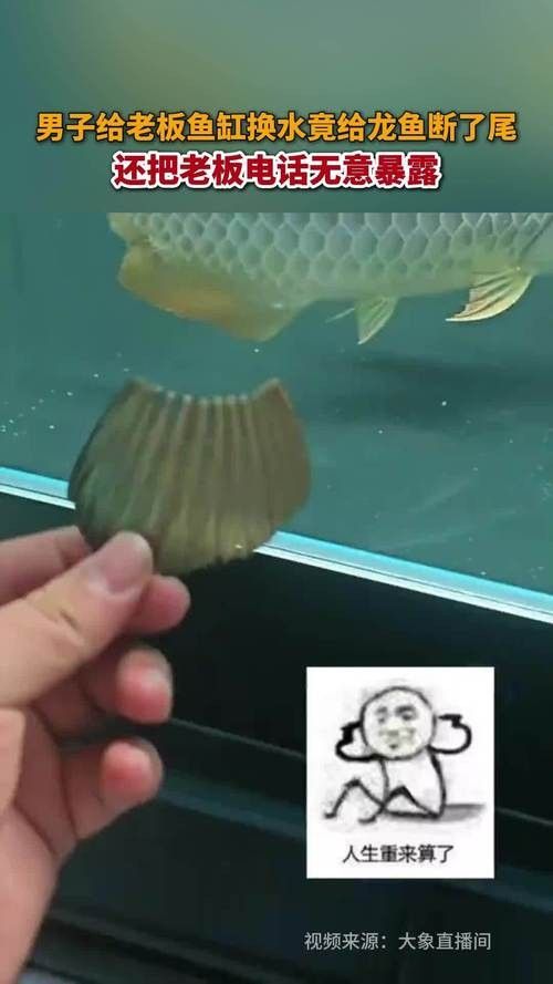 龍魚表情包有哪些：龍圖表情包大集合