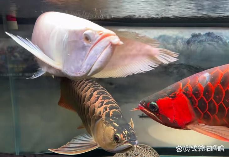 龍魚表情包有哪些：龍圖表情包大集合