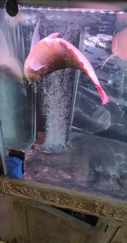 龍魚表情包有哪些：龍圖表情包大集合