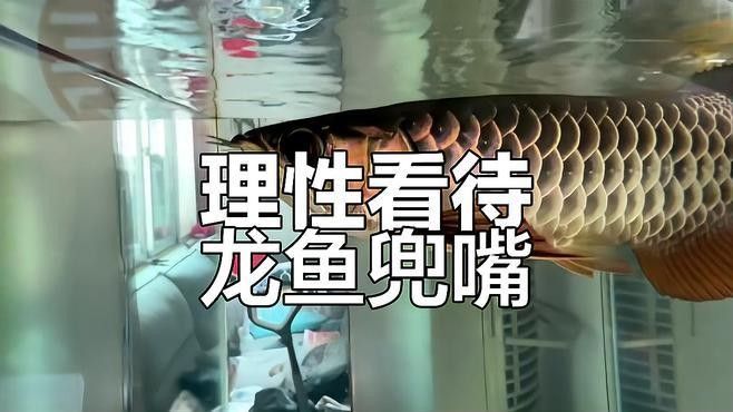 如何判斷金龍魚是否需要矯正兜嘴：如何判斷龍魚是否需要矯正兜嘴 如何判斷金龍魚是否需要矯正兜嘴：如何判斷龍魚是否需要矯正兜嘴 龍魚百科 第4張