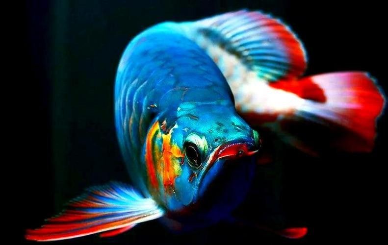 給我瑰寶龍紅龍魚的具體圖片：印度尼西亞iki集團優選基因培育瑰寶龍紅龍魚 給我瑰寶龍紅龍魚的具體圖片：印度尼西亞iki集團優選基因培育瑰寶龍紅龍魚 龍魚百科 第32張