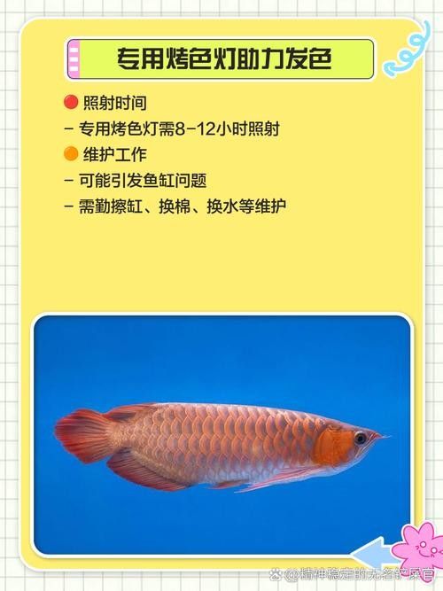 給我瑰寶龍紅龍魚的具體圖片：印度尼西亞iki集團優選基因培育瑰寶龍紅龍魚 給我瑰寶龍紅龍魚的具體圖片：印度尼西亞iki集團優選基因培育瑰寶龍紅龍魚 龍魚百科 第36張