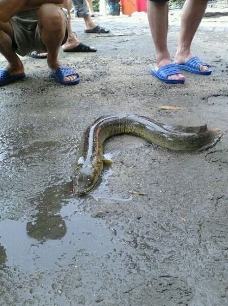 如何合法獲取海南野生過山龍魚的高清圖片：如何合法獲取海南野生過山龍魚高清圖片