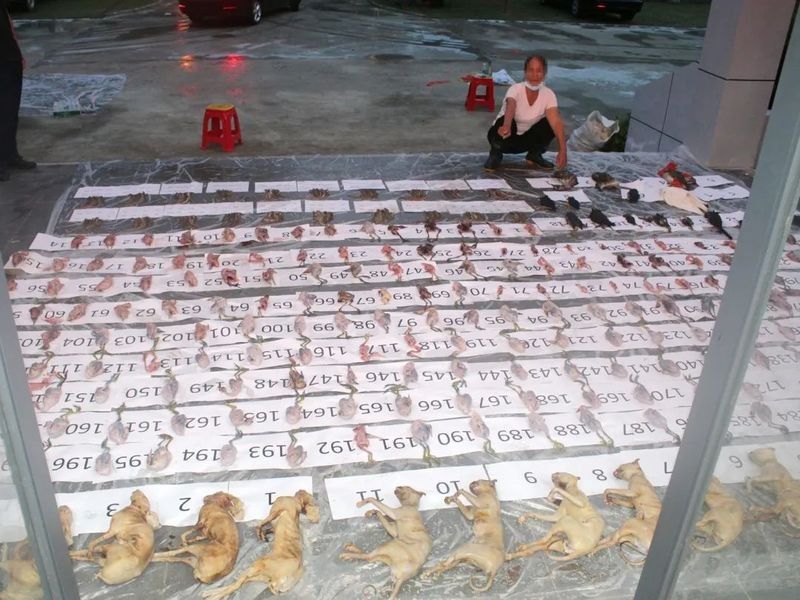 如何合法獲取海南野生過山龍魚的高清圖片：如何合法獲取海南野生過山龍魚高清圖片 如何合法獲取海南野生過山龍魚的高清圖片：如何合法獲取海南野生過山龍魚高清圖片 龍魚百科 第7張