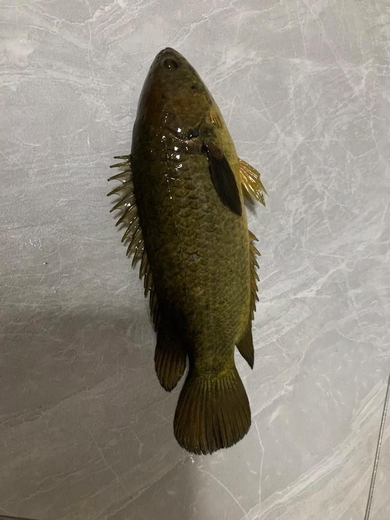 如何合法獲取海南野生過山龍魚的高清圖片：如何合法獲取海南野生過山龍魚高清圖片 如何合法獲取海南野生過山龍魚的高清圖片：如何合法獲取海南野生過山龍魚高清圖片 龍魚百科 第6張
