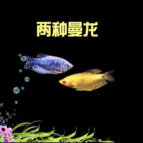 曼龍魚混養(yǎng)的最佳搭配是什么：\曼龍魚混養(yǎng)指南:曼龍魚混養(yǎng)指南