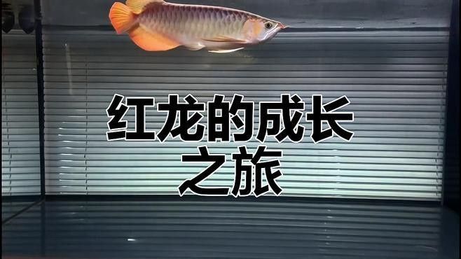 紅龍魚的最佳選購年齡是多少：紅龍魚最佳選購年齡是一個值得探討的話題