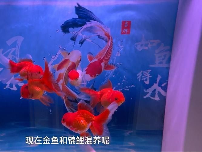 金魚和錦鯉混養需要注意什么：金魚和錦鯉混養的利與弊全解析金魚和錦鯉混養的利與弊