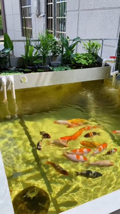 金魚和錦鯉混養需要注意什么：金魚和錦鯉混養的利與弊全解析金魚和錦鯉混養的利與弊