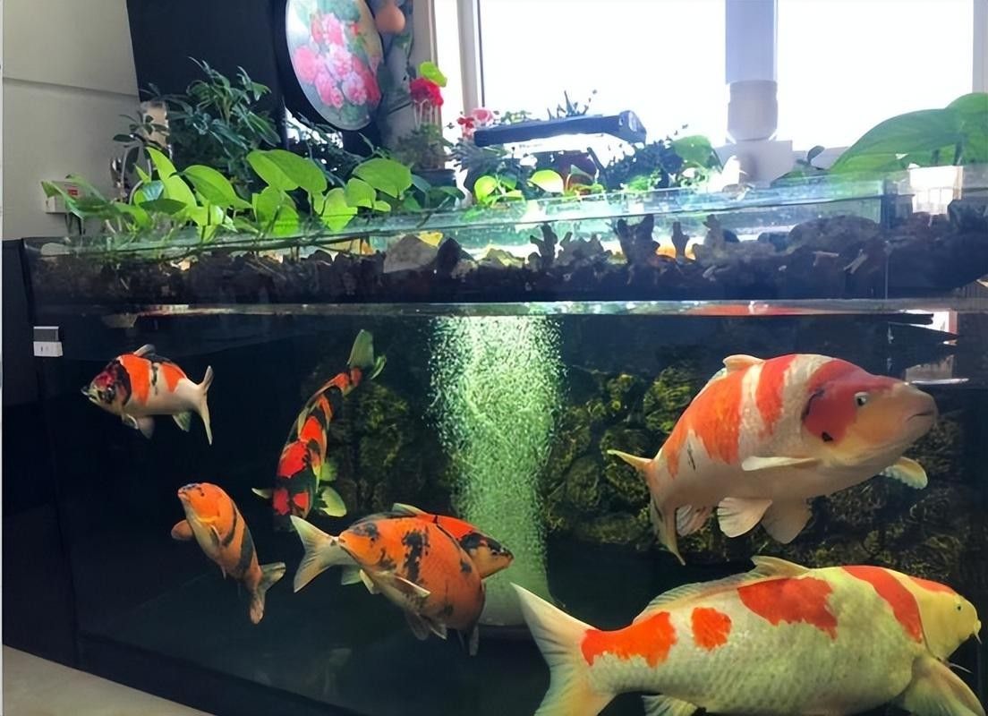 金魚和錦鯉混養需要注意什么：金魚和錦鯉混養的利與弊全解析金魚和錦鯉混養的利與弊