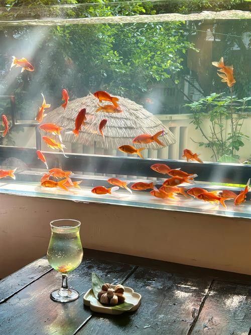 金魚和錦鯉混養需要注意什么：金魚和錦鯉混養的利與弊全解析金魚和錦鯉混養的利與弊