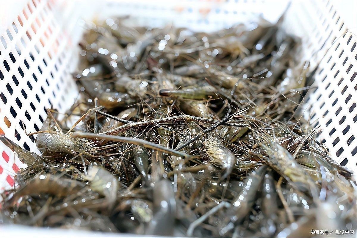 龍魚喂食河蝦苗需要去殼嗎：龍魚喂食河蝦苗的注意事項 龍魚喂食河蝦苗需要去殼嗎：龍魚喂食河蝦苗的注意事項 龍魚百科 第7張